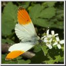 Anthocharis cardamines - Aurorafalter m04.jpg